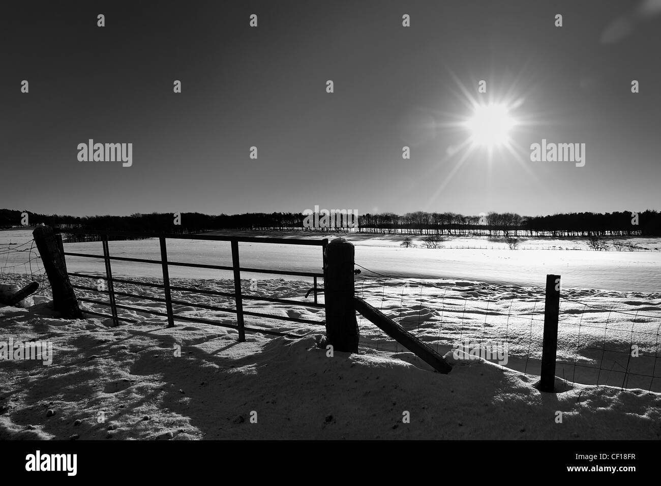 Photographie de paysage d'un champ couvert de neige au milieu d'un hiver très froid avec un ciel bleu, pas de nuages et un soleil bas. Banque D'Images