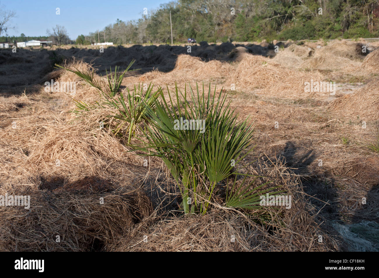 Protéger les petites pépinières de palmiers de froid avec un paillis de paille de pin, North Florida Banque D'Images