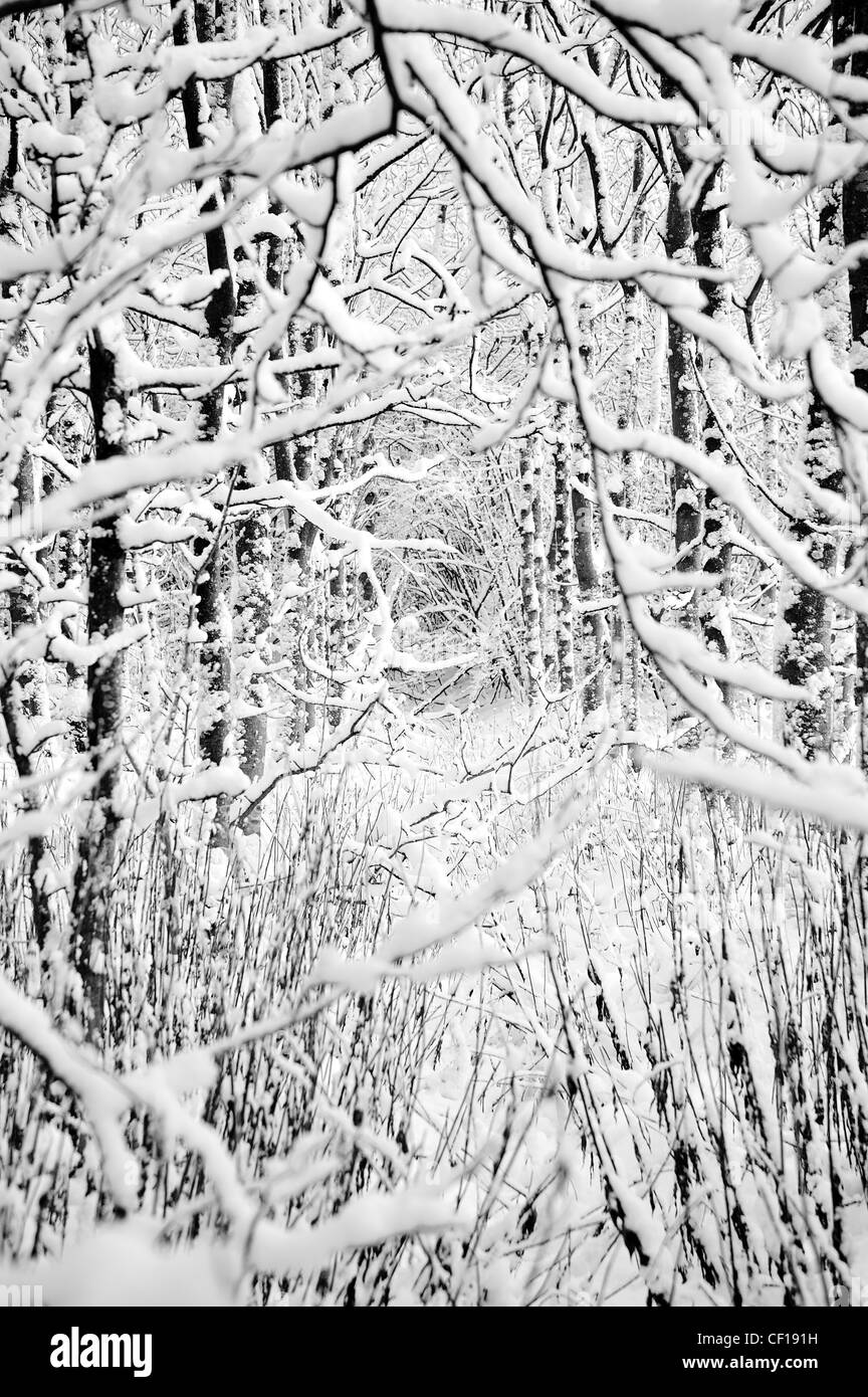 Photographies d'arbres incrustés de neige avec de la neige au sol sur une froide journée d'hiver Banque D'Images