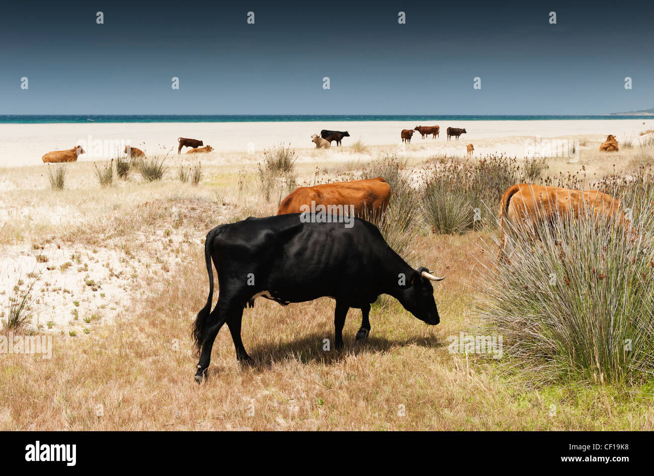 Le pâturage du bétail sur la plage de Los Lances Tarifa Cadiz Andalousie Espagne ; Banque D'Images
