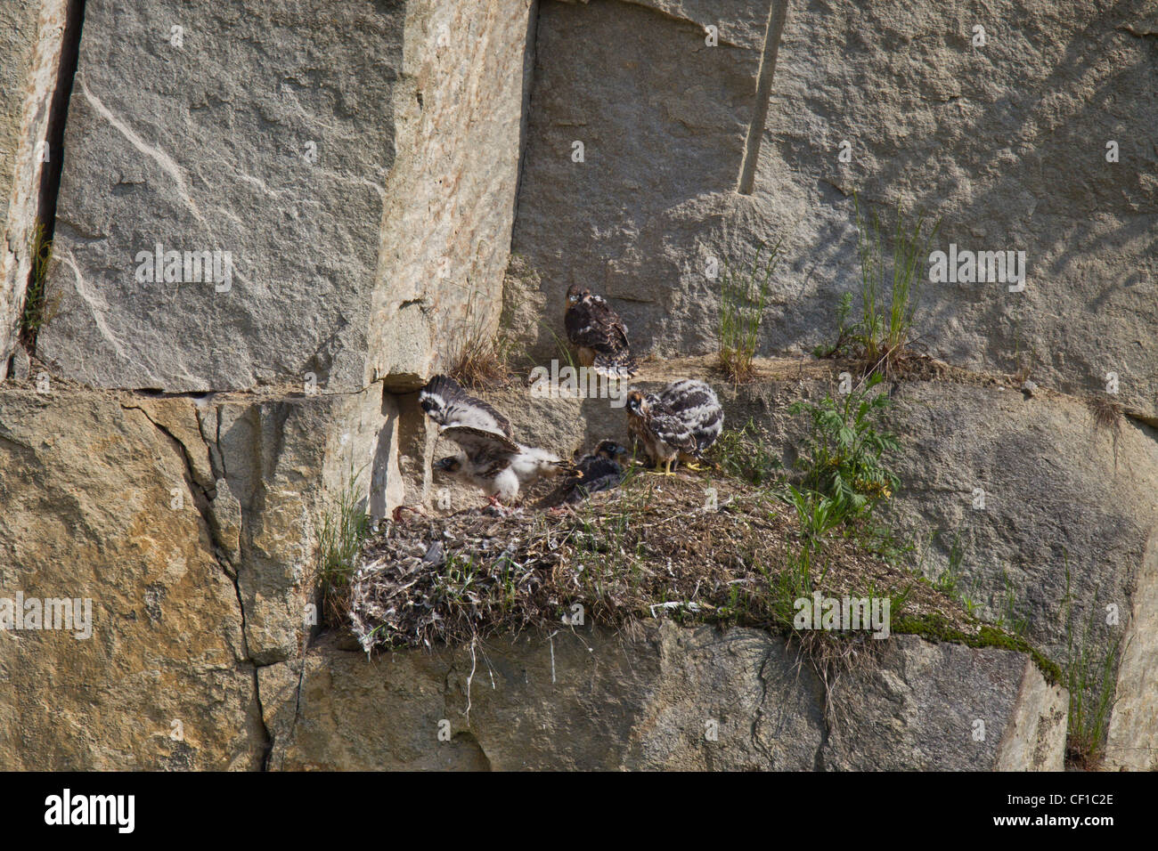 Wanderfalke, faucon pèlerin (Falco peregrinus), Banque D'Images