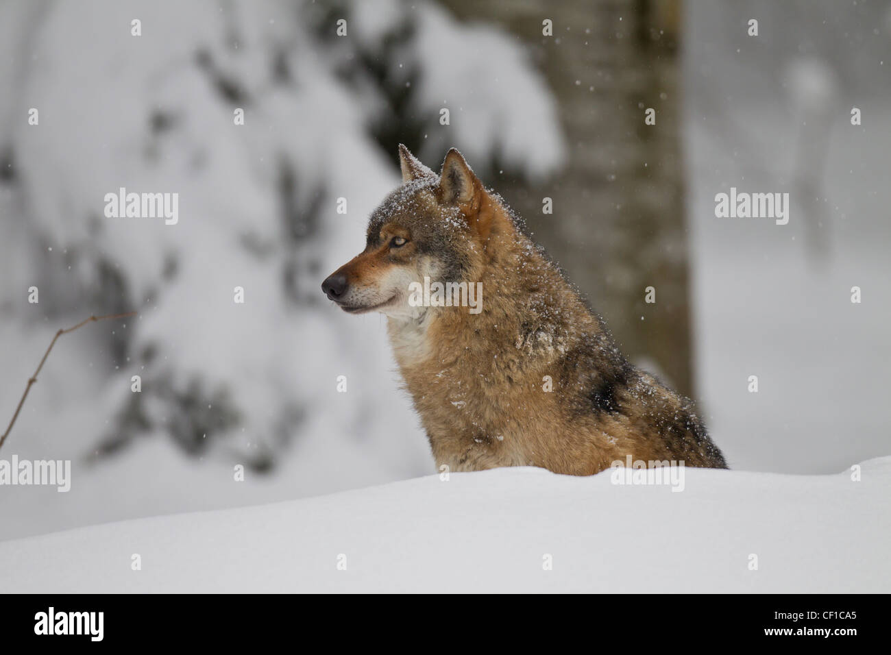 Loup, Canis lupus, loup gris Banque D'Images