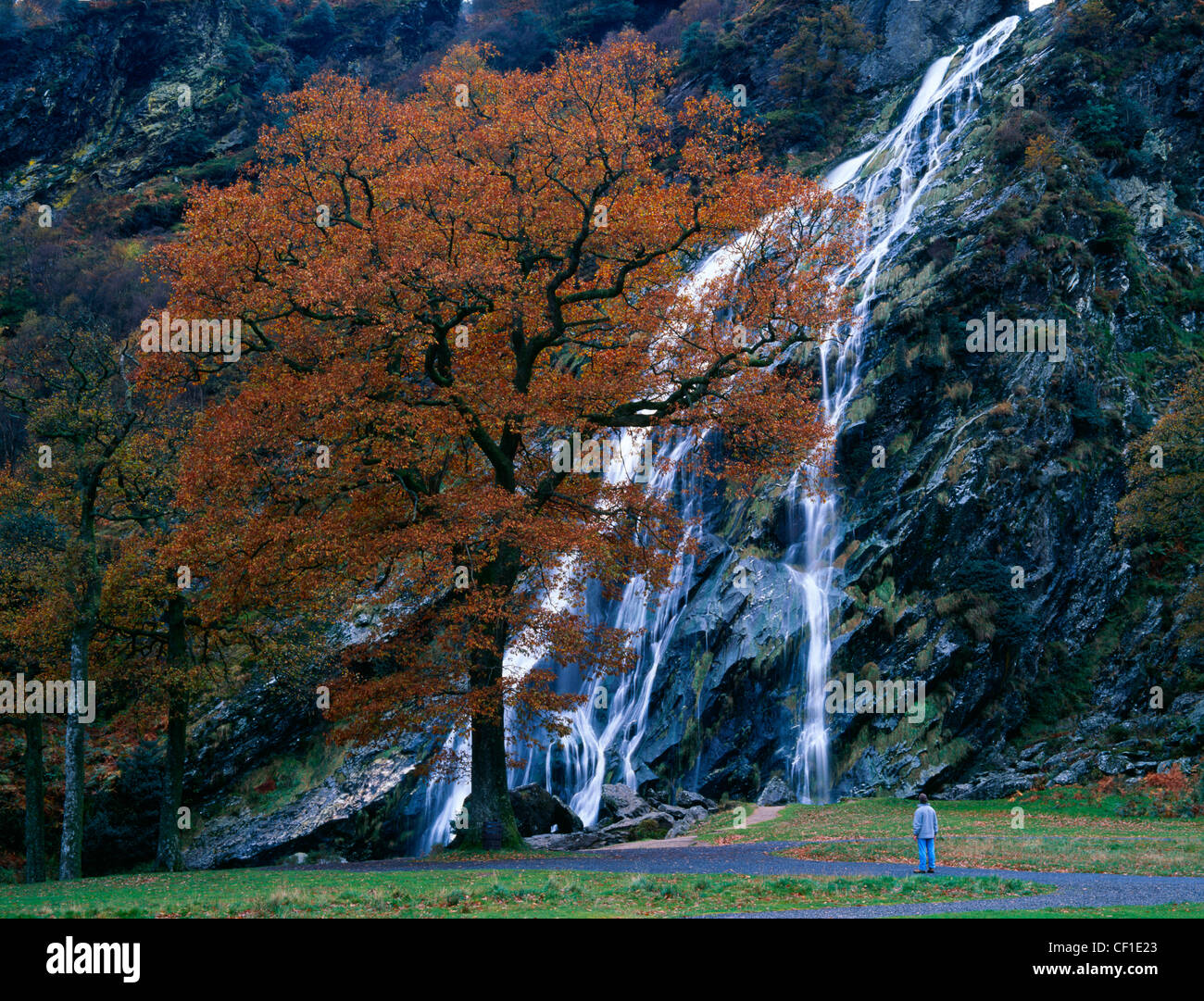 Powerscourt Waterfall cascadant dans la rivière Dargle. La cascade est dans le Powerscourt Estate et est la plus haute d'Irlande Banque D'Images