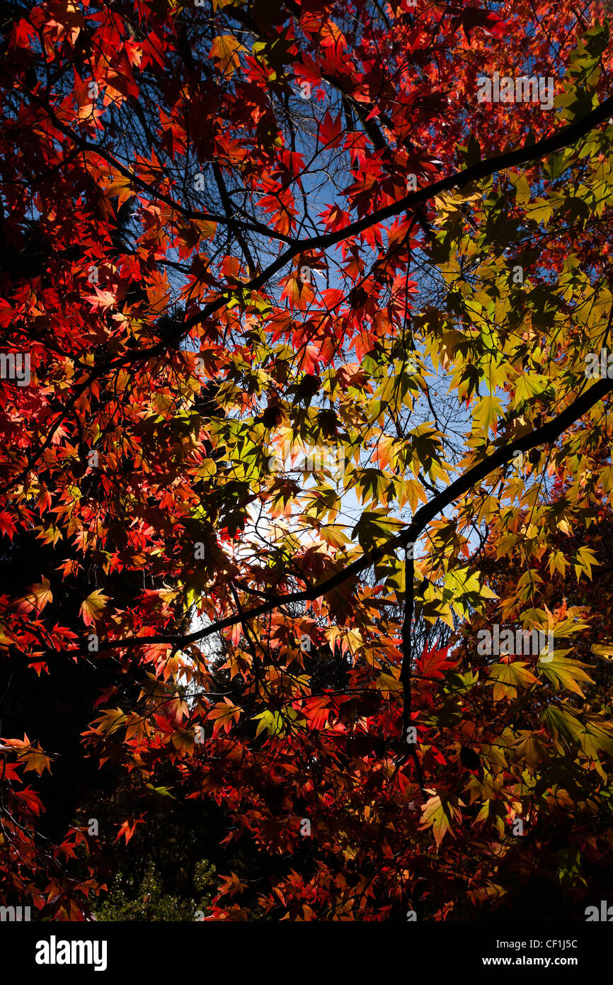 UK Angleterre Automne Acer palmatum couleurs Banque D'Images