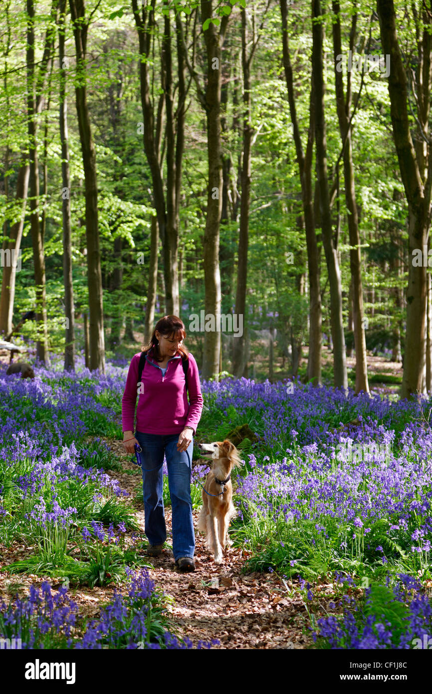 Femme marche le long d'un chemin à travers bois Bluebells avec un Saluki Lurcher à West Woods. Banque D'Images