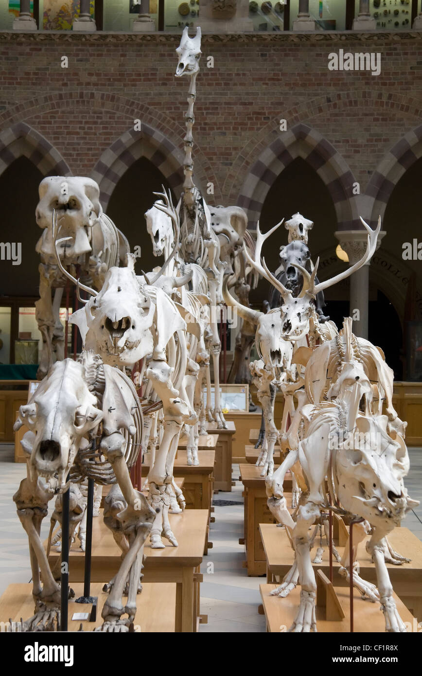 Les squelettes de mars sur l'affichage à l'Oxford University Museum of Natural History. Banque D'Images