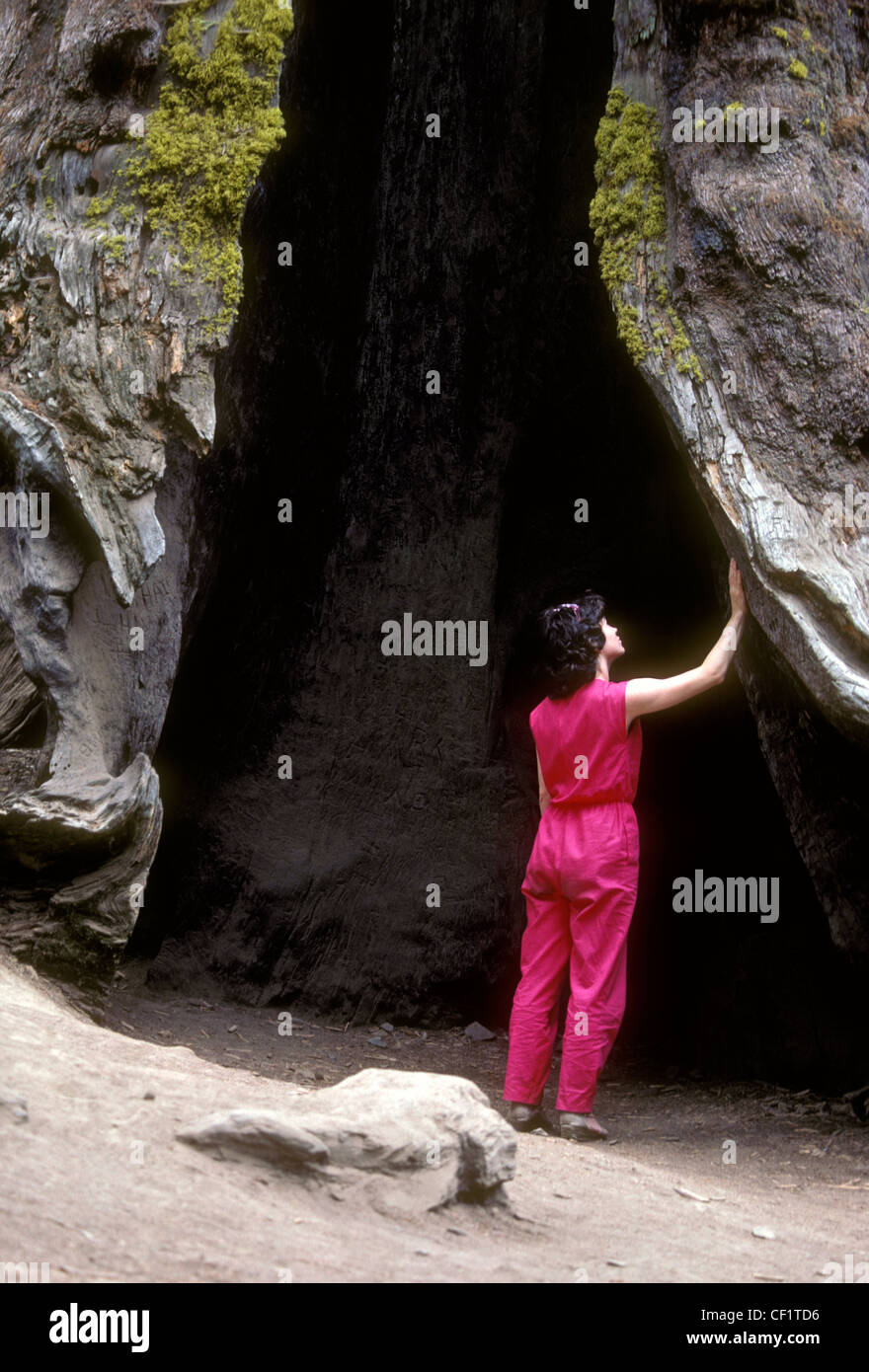Arbre généalogique de télescope, le séquoia géant arbre, Mariposa Grove, Yosemite National Park, Californie Banque D'Images