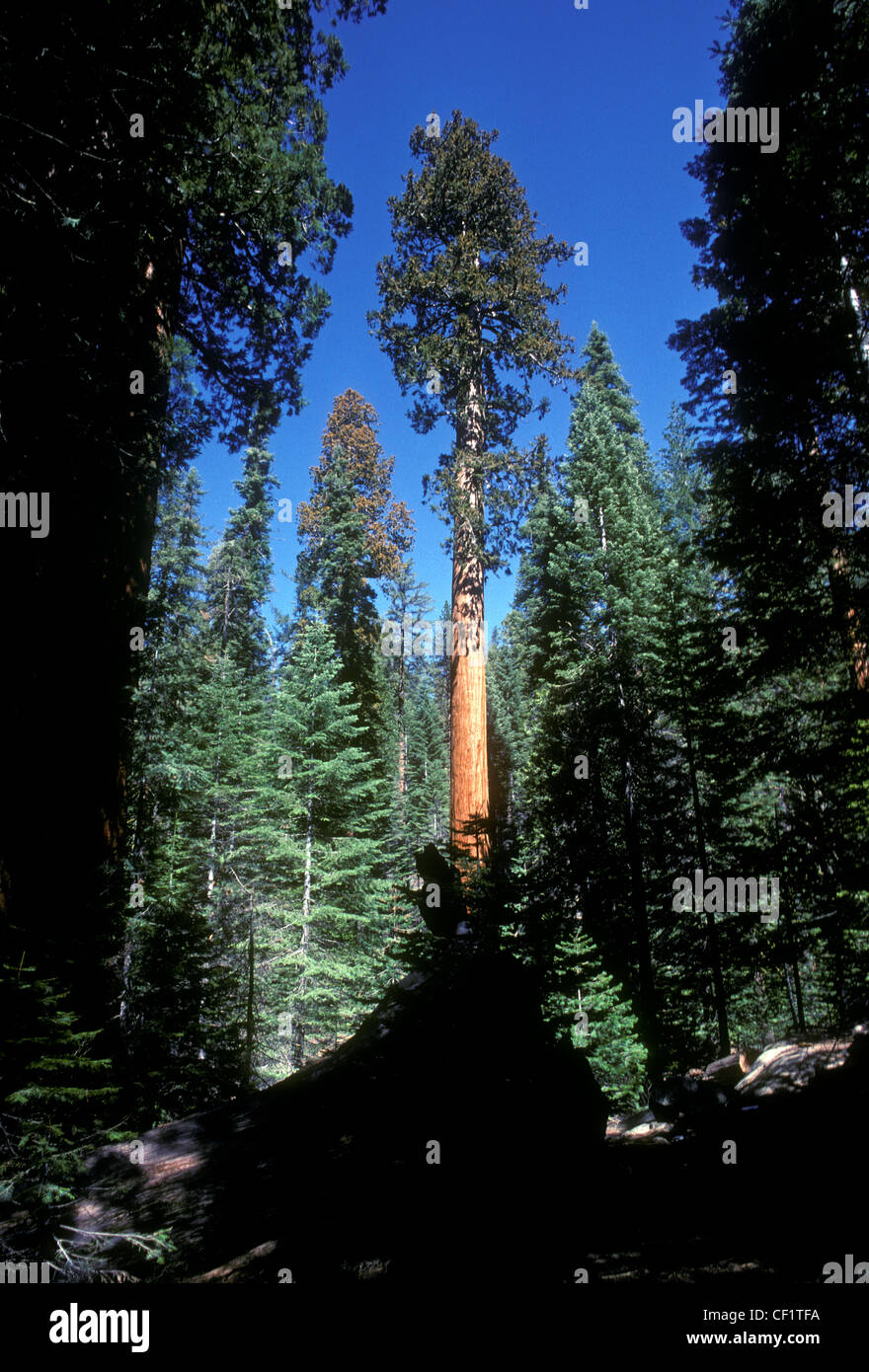 Les arbres Séquoia géant, Mariposa Grove, Yosemite National Park, Californie Banque D'Images