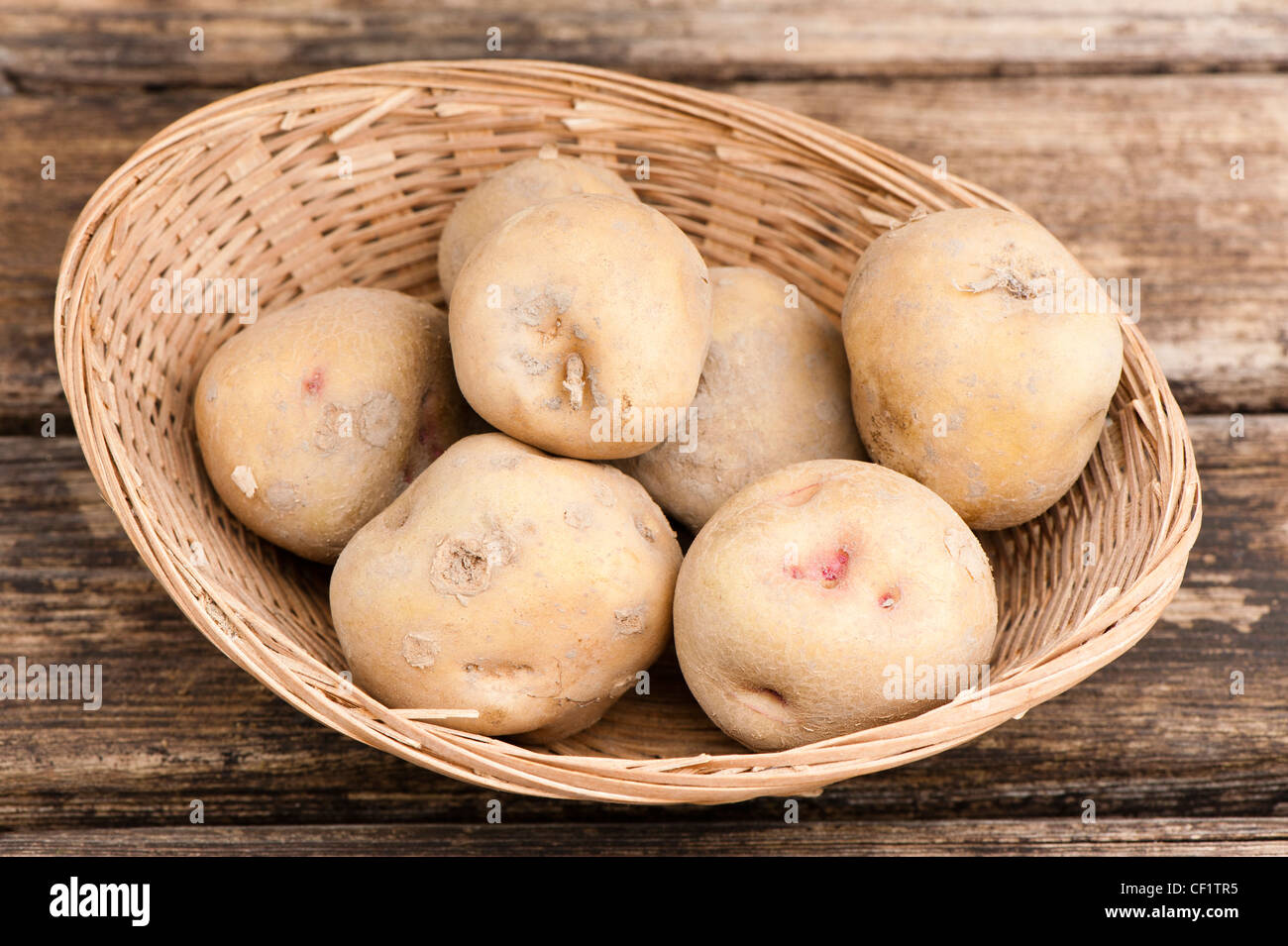 Les plants de pomme de terre, Solanum tuberosum 'la beauté de Bute', dans un panier Banque D'Images