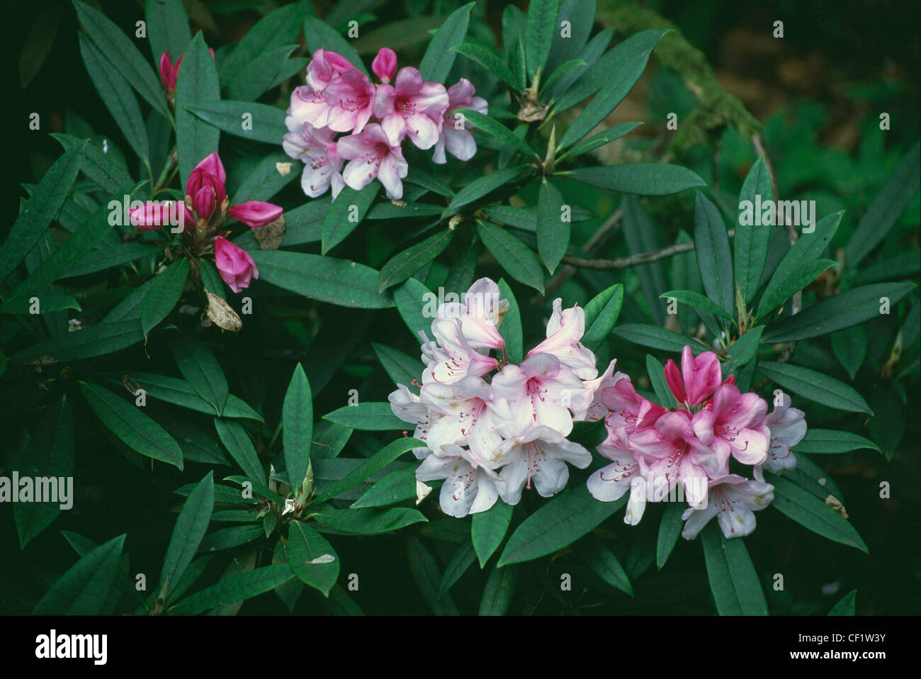 Ffynone Rhodiodendron "Amor" blanc et rose foncé fleurs mixtes avec des étamines saillantes Banque D'Images