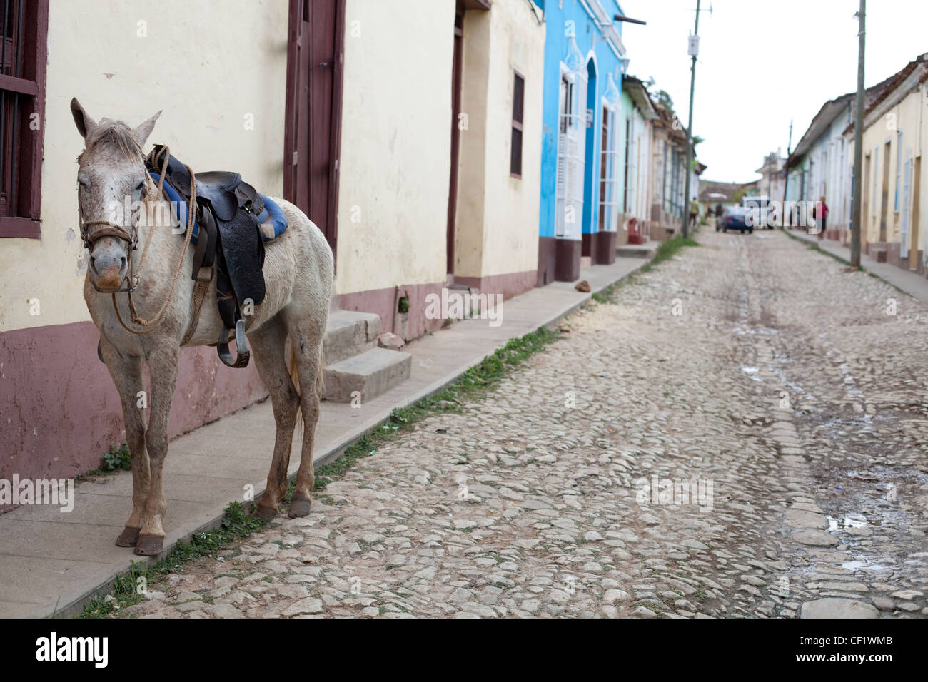 Un cheval se trouve dans une rue de Trinidad, Cuba Banque D'Images