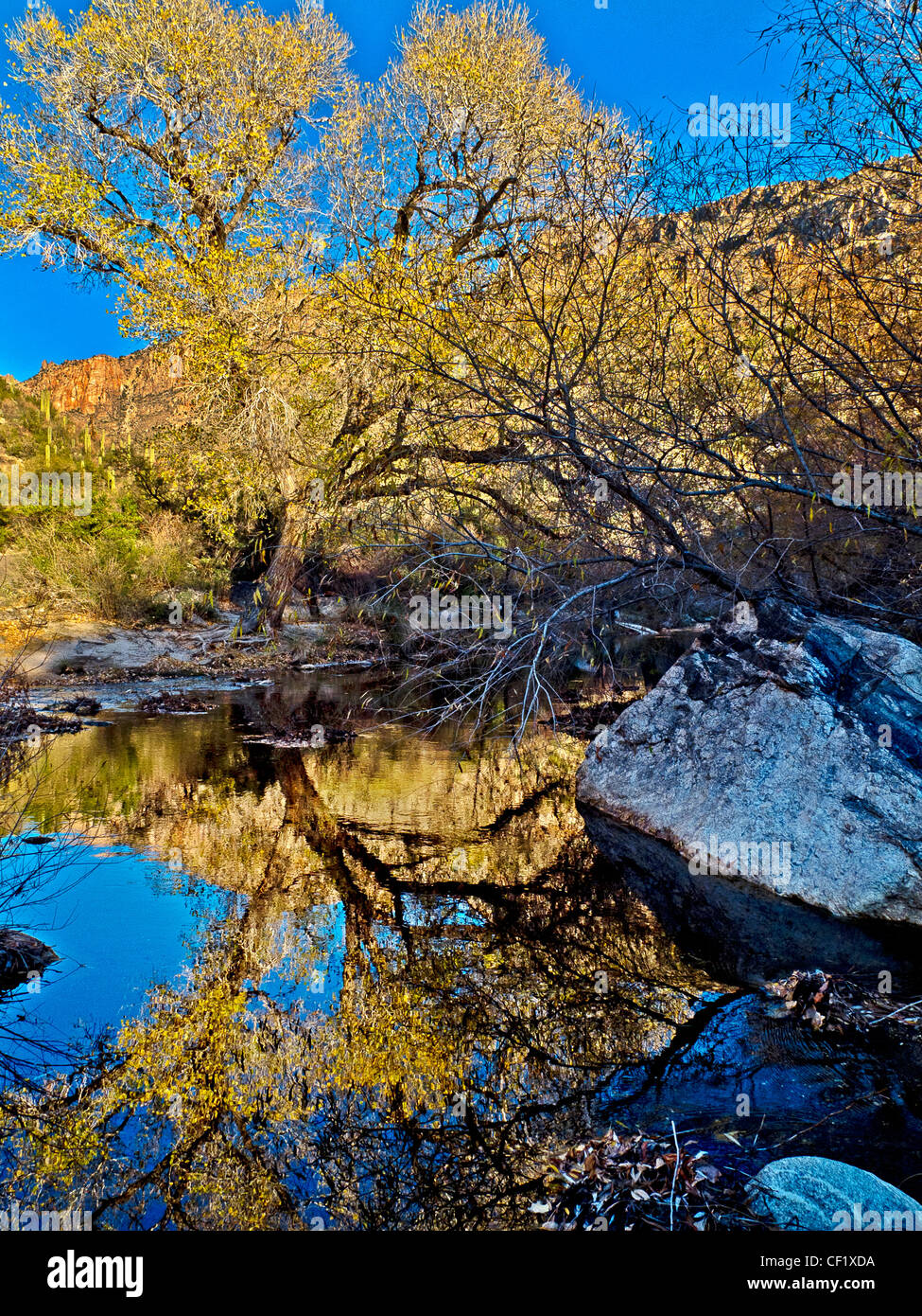 Un arbre se reflète dans Rattlesnake Creek dans le soleil l'après-midi, Sabino Canyon, les montagnes Santa Catalina désert de Sonora, Tucson, AZ. Banque D'Images