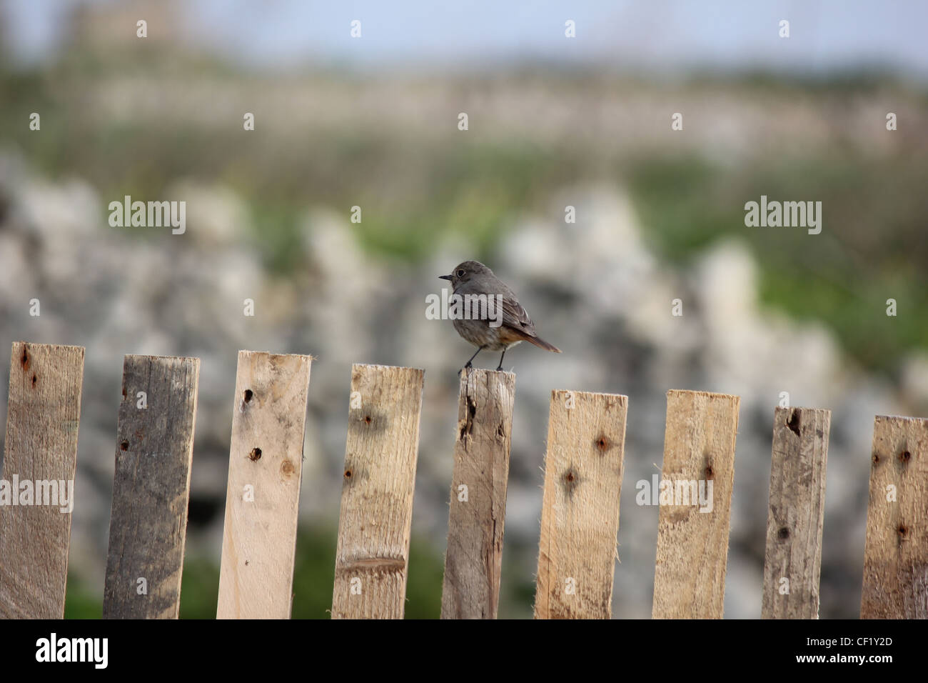 Un oiseau sur une clôture Banque D'Images