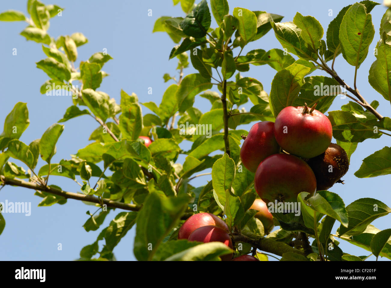 Close up de plus en plus de pommes dans un verger dans le Kent, connue comme le jardin de l'Angleterre. Banque D'Images