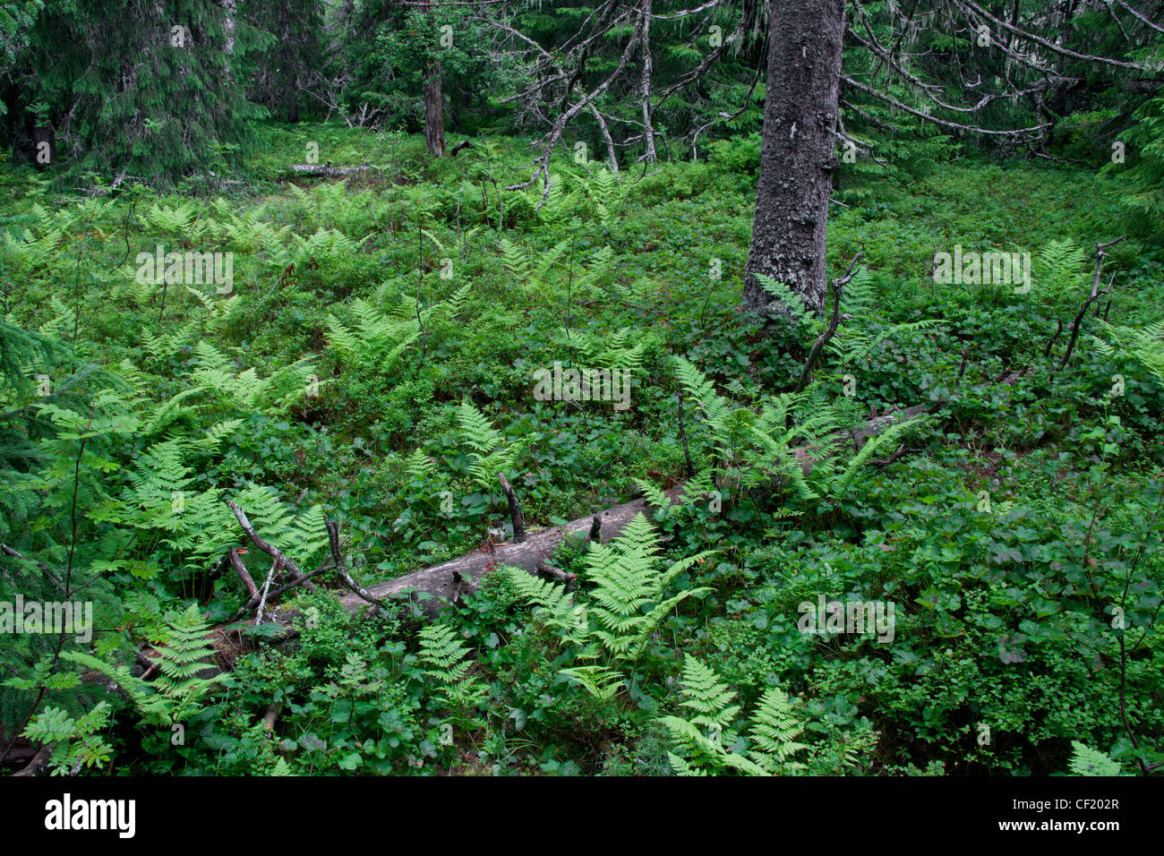 Tronc d'arbre de pin tombés laissés à pourrir dans la forêt vierge à Fulufjaellet / Parc National de Fulufjället, dalarna, Suède Banque D'Images