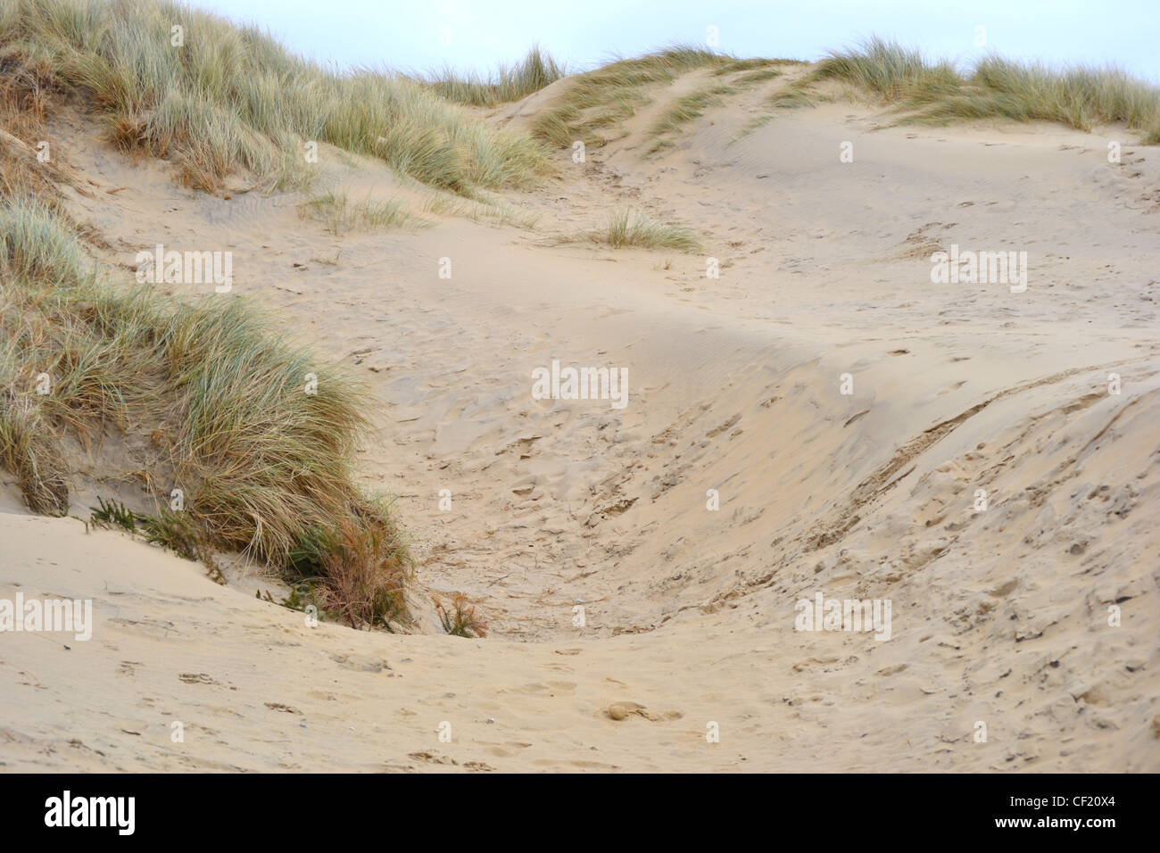 La plage de dunes de sable avec de l'herbe à Camber Sands offrent un refuge pour une variété de plantes, d'oiseaux, plage d'escargots et de crabes. Banque D'Images
