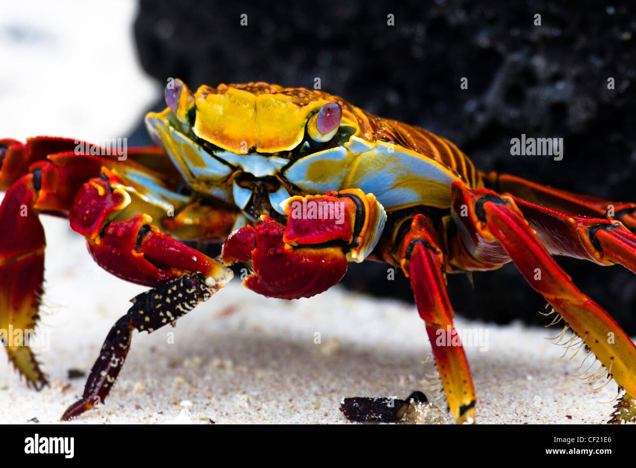 Sally Lightfoot crab, Galapagos, îles, Equateur, Amérique du Sud. Banque D'Images