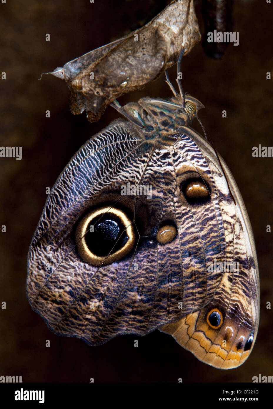 Blue Morpho Butterfly émergeant de chrysalide. Banque D'Images