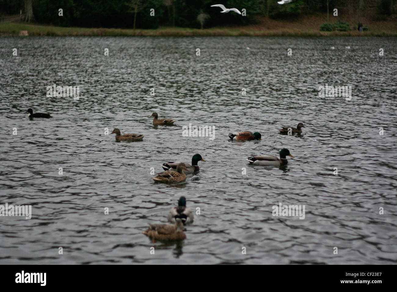 Un lac avec des canards, près de Paris. Banque D'Images