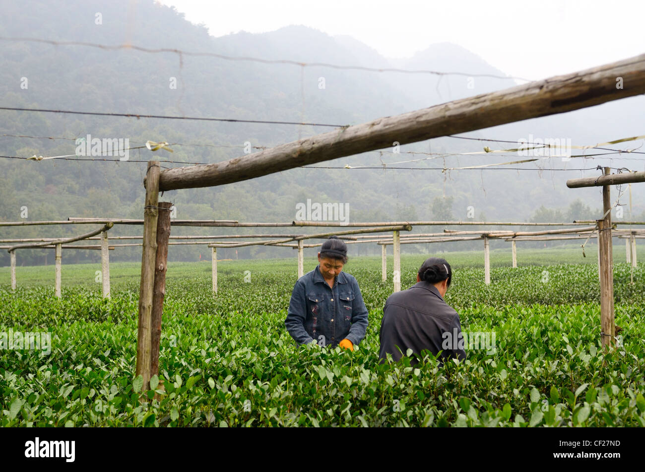 Les femmes Choisir les feuilles de thé à l'ouest du lac xi hu plantation dans hangzhou china Banque D'Images