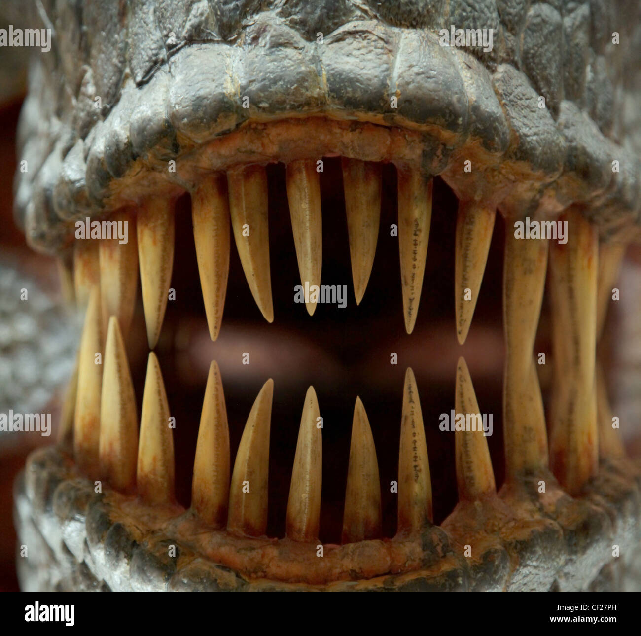 Tyrannosaurus rex dents closeup Banque D'Images