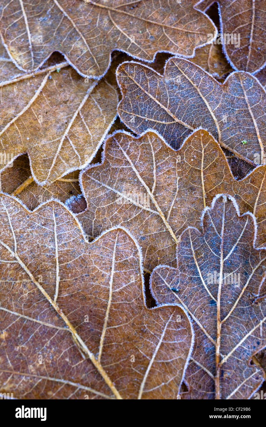 Détail de feuilles de chêne recouvert de givre sur le sol de la forêt du Plessey Woods Country Park. Banque D'Images