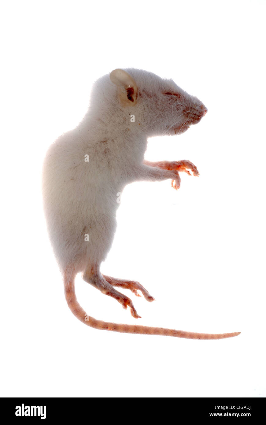 Animal Science souris rat blanc isolé Banque D'Images