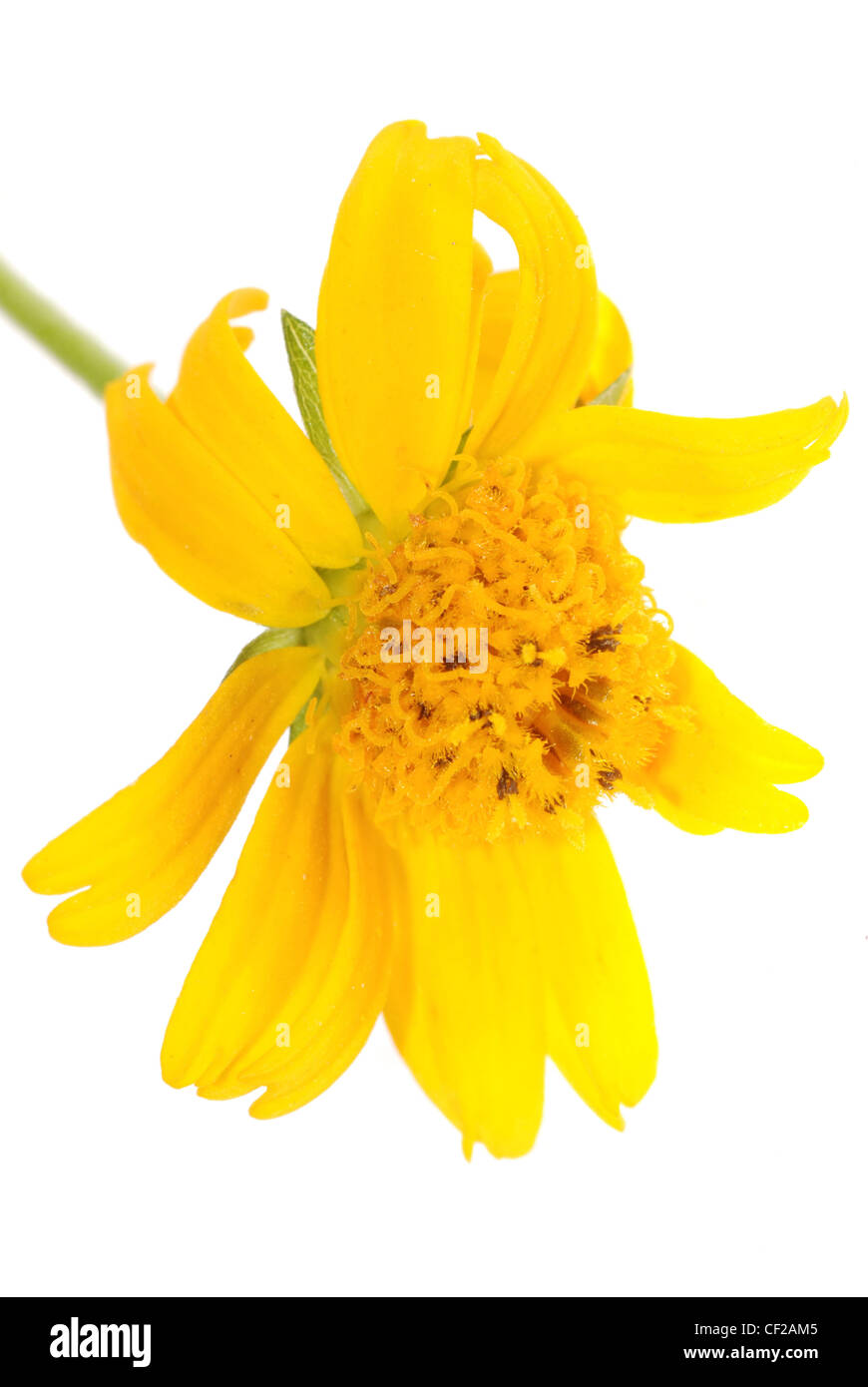 Fleur marguerite jaune isolé sur fond blanc Banque D'Images