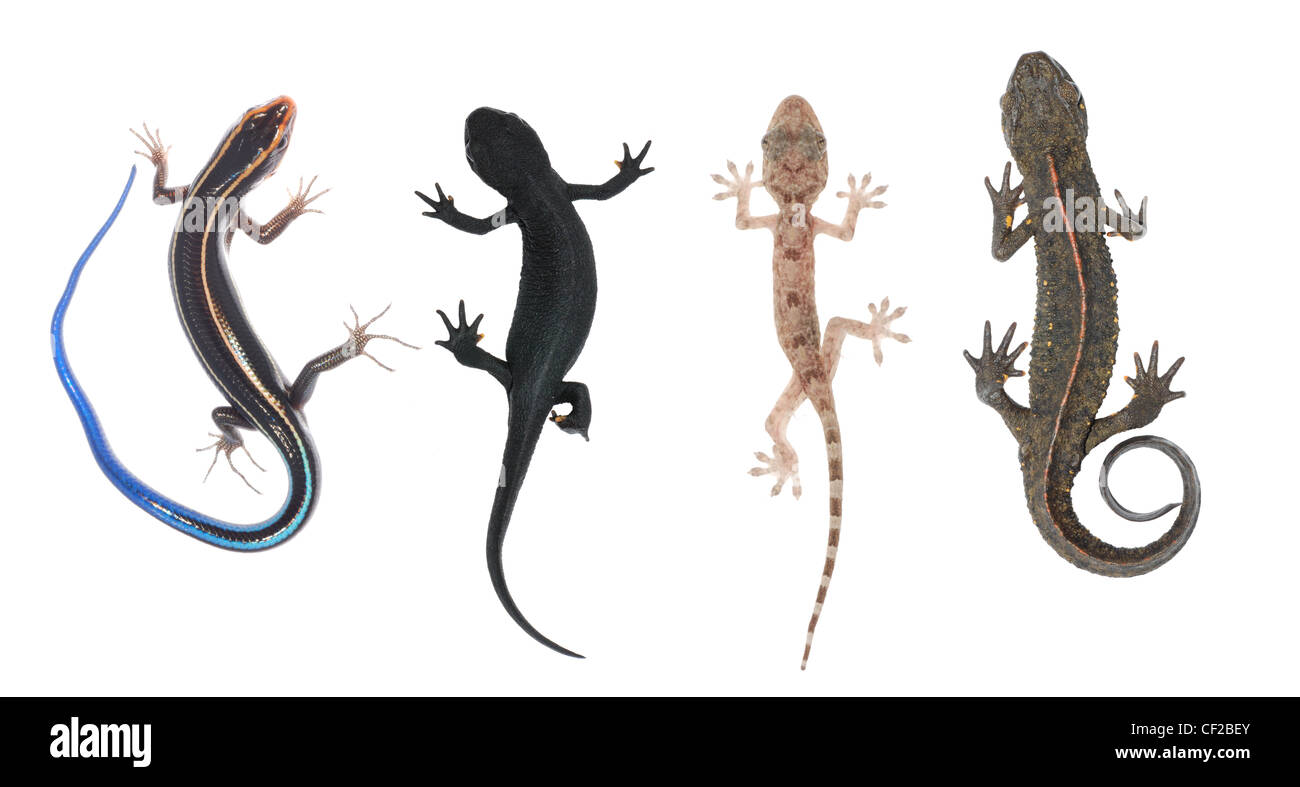 Ni la salamandre, ni le gecko ne sont des animaux très dangereux pour les  humains