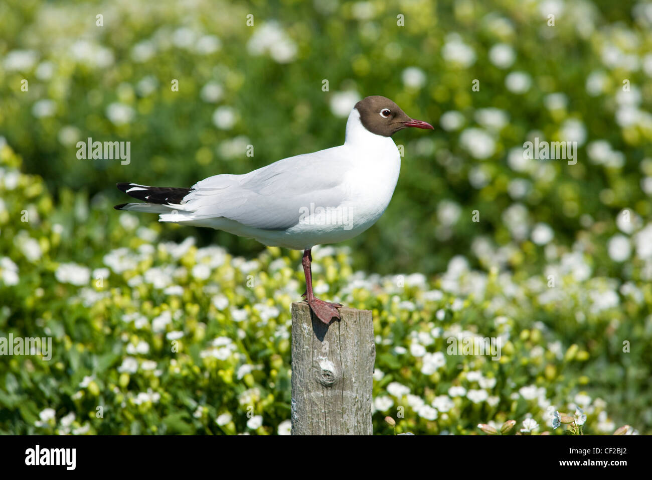 Un adulte à tête noire (Gull Larus ridibundus) perché sur un poteau au-dessus des terriers de macareux sur les îles Farne. Banque D'Images