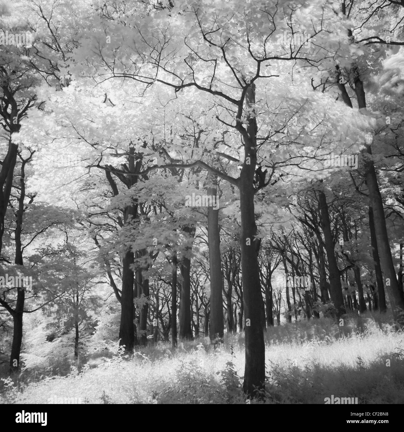 Image en noir et blanc de l'atmosphère de Woodland à St Asaph Dene près de la frontière de Northumberland. Banque D'Images Image en noir et blanc de l'atmosphère de Woodland à St Asaph Dene près de la frontière de Northumberland. Banque D'Images