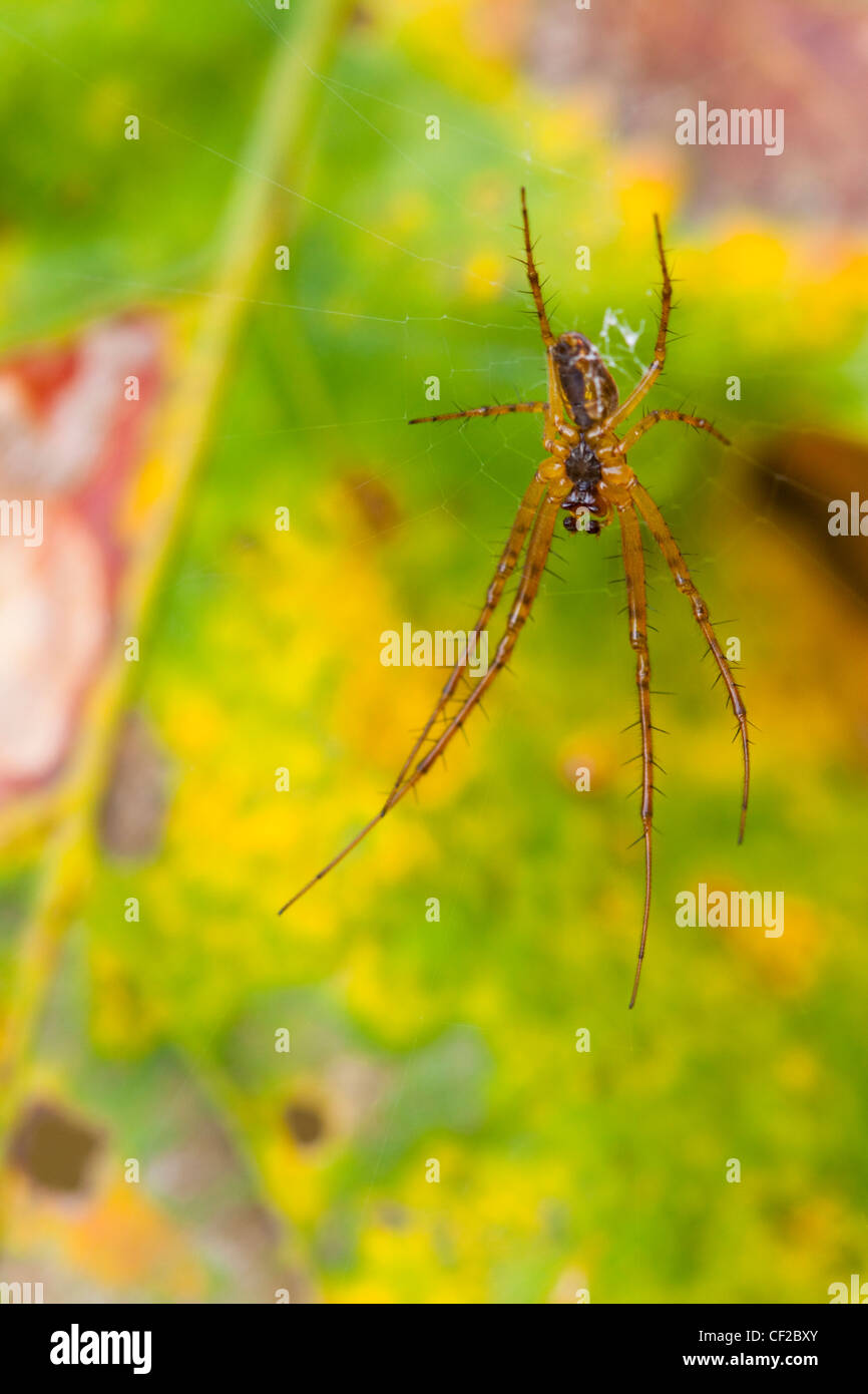 Une araignée Orb commune sur un site web au-dessus d'une feuille d'automne. Banque D'Images