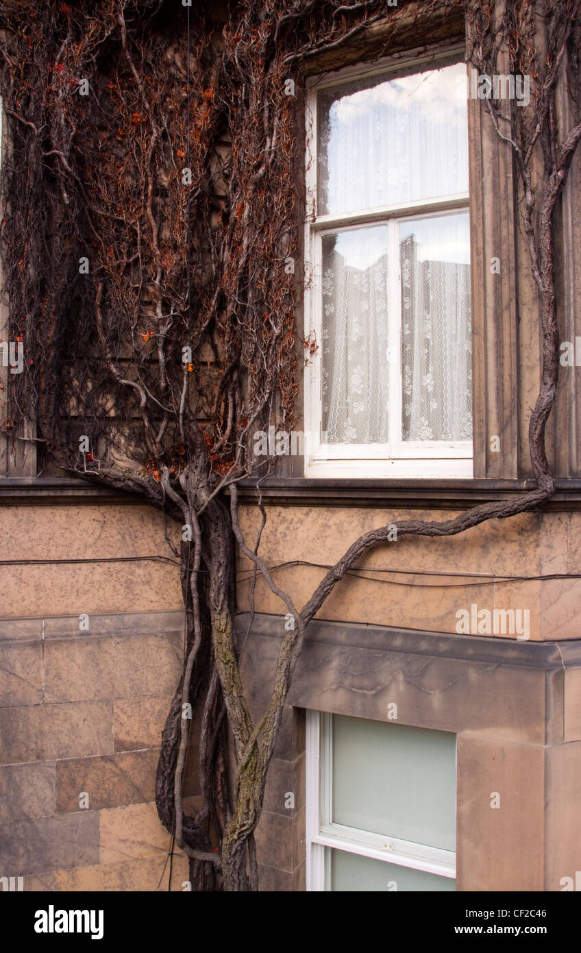 Arbre rampant accroché à un mur d'une maison d'habitation dans la nouvelle ville. Banque D'Images