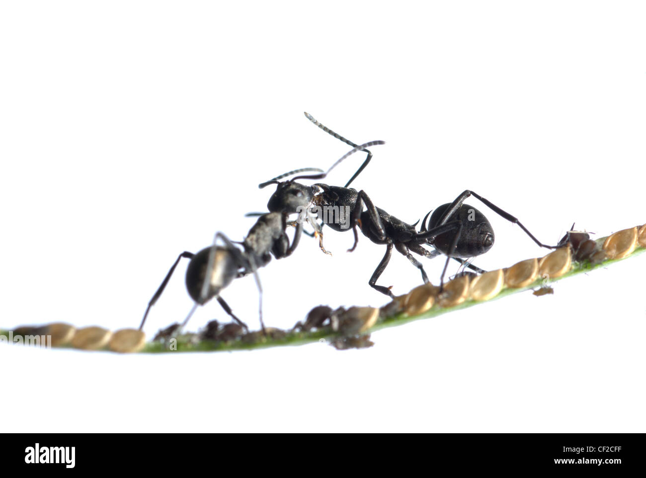 Ant d'insectes et de symbiose puceron sur grass isolated on white backgrond Banque D'Images