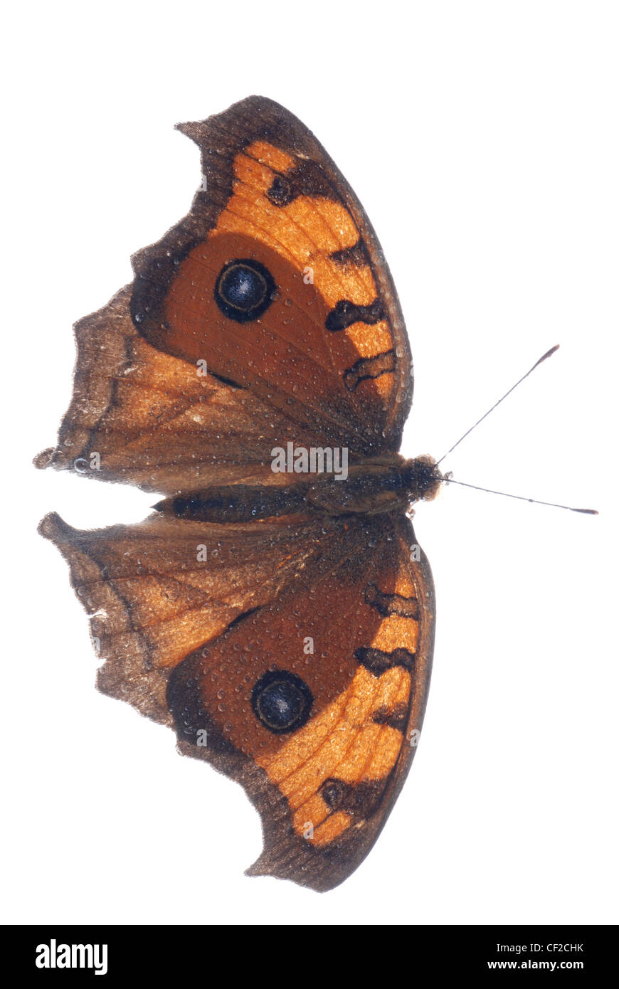 Pansy peacock butterfly, Junonia almana, isolé sur fond blanc Banque D'Images