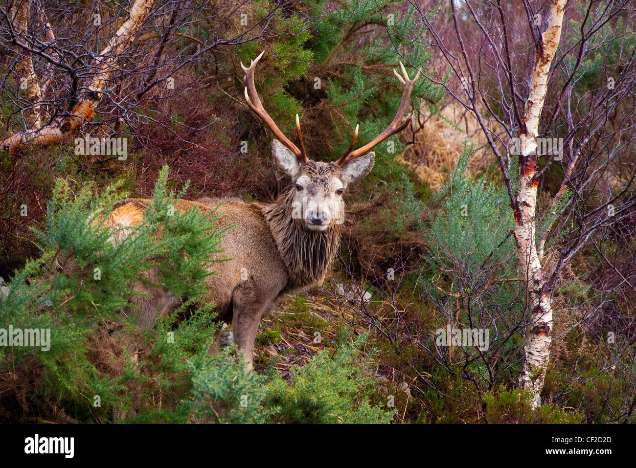 Red Deer (Cervus elaphus) stag dans une petite parcelle de Highland total. Banque D'Images
