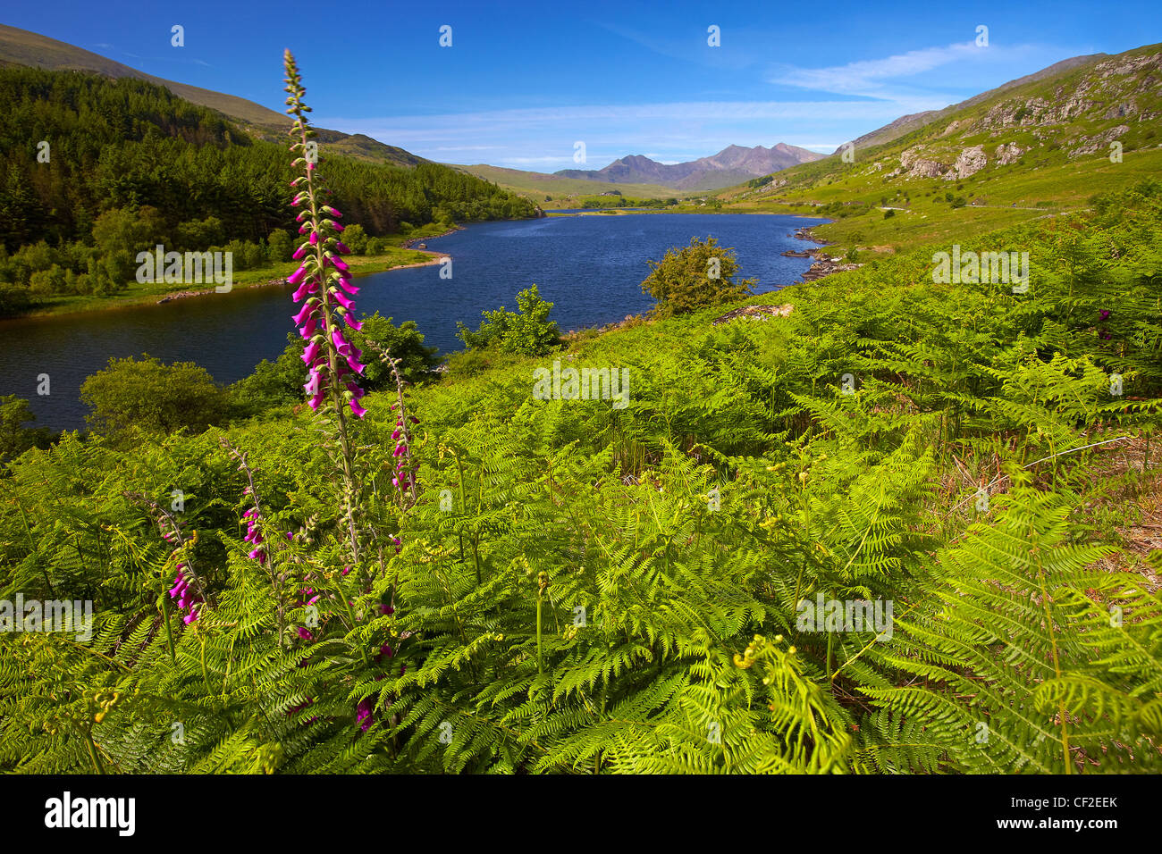 Vue sur Llyn Mymbyr vers Snowdon, la plus haute montagne du Pays de Galles, dans la distance. Banque D'Images