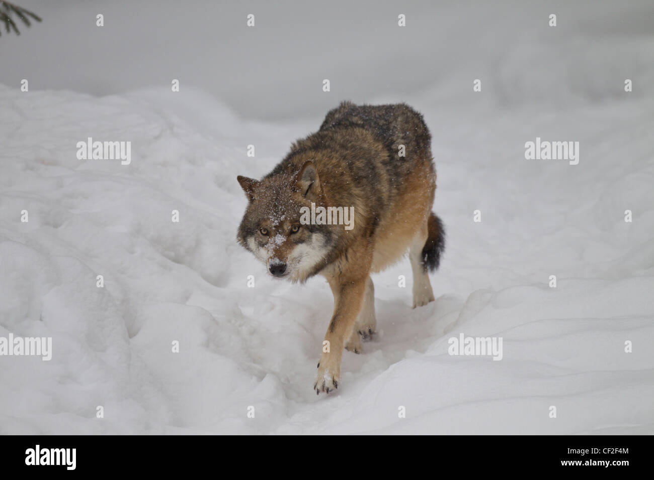 Loup, Canis lupus, loup gris Banque D'Images