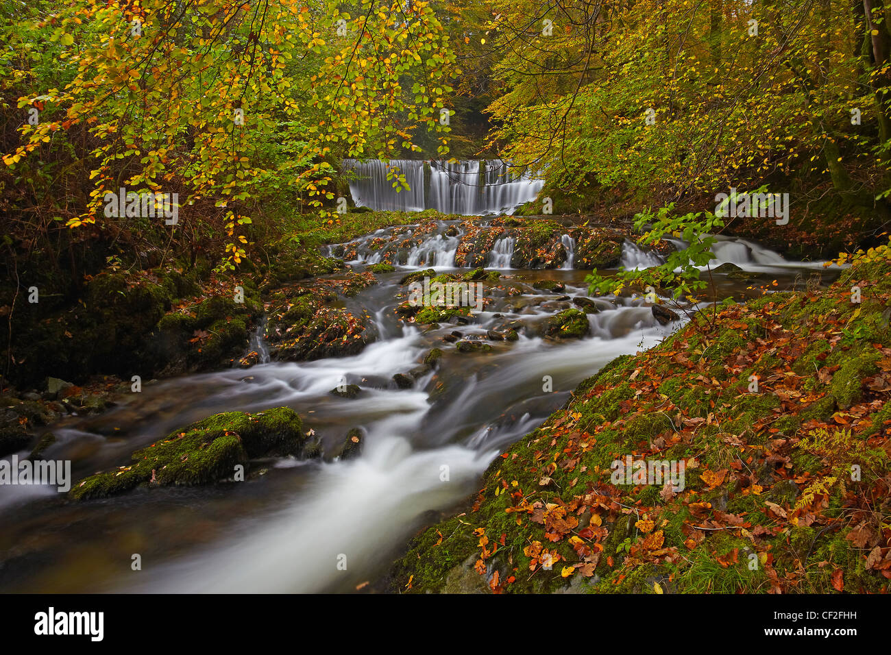 Ghyll stock circulant sur une cascade entre forêt en automne. Banque D'Images