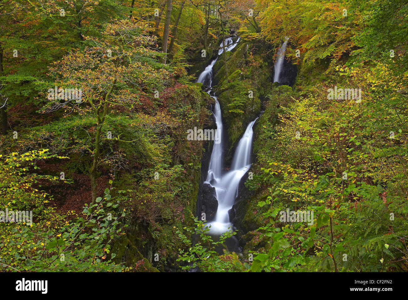 Ghyll Stock Force, une spectaculaire cascade de 70 pieds à l'automne. Banque D'Images