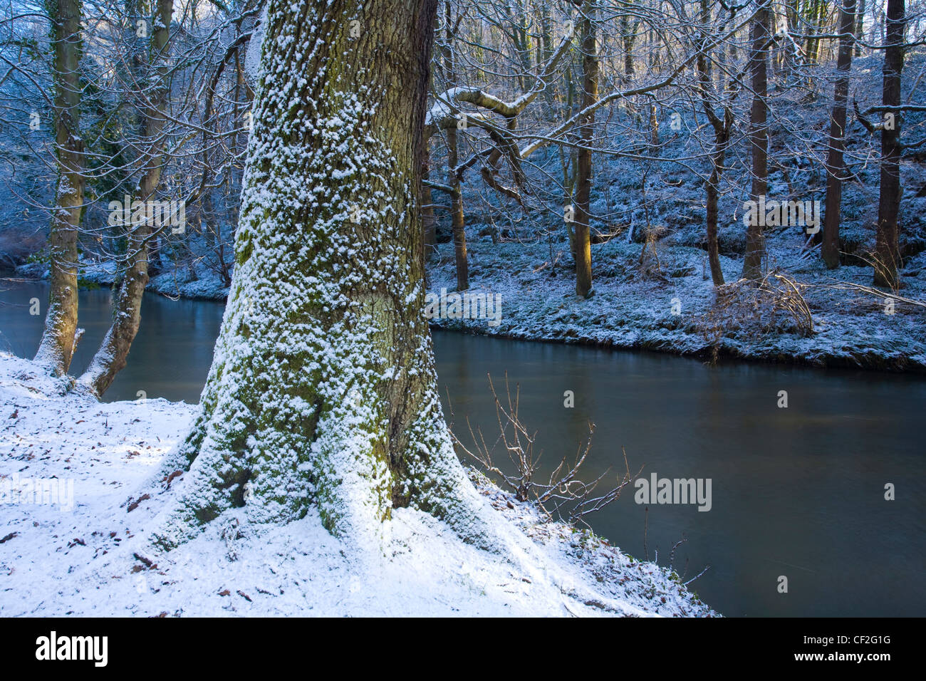 Une récente chute de neige transforme les bois de l'Plessey Woods Country Park. Banque D'Images