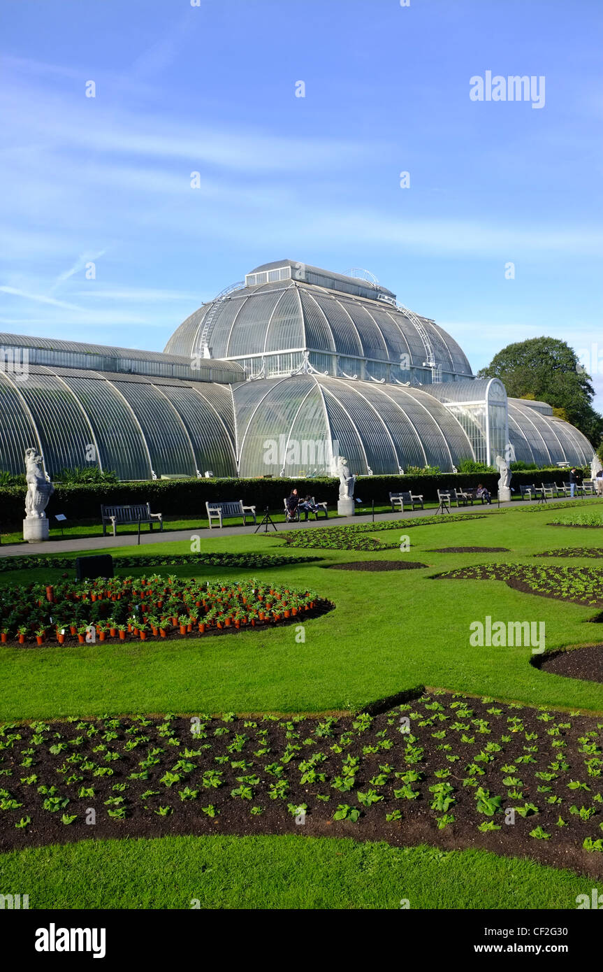 Le Palm House au Royal Botanic Gardens de Kew. Banque D'Images
