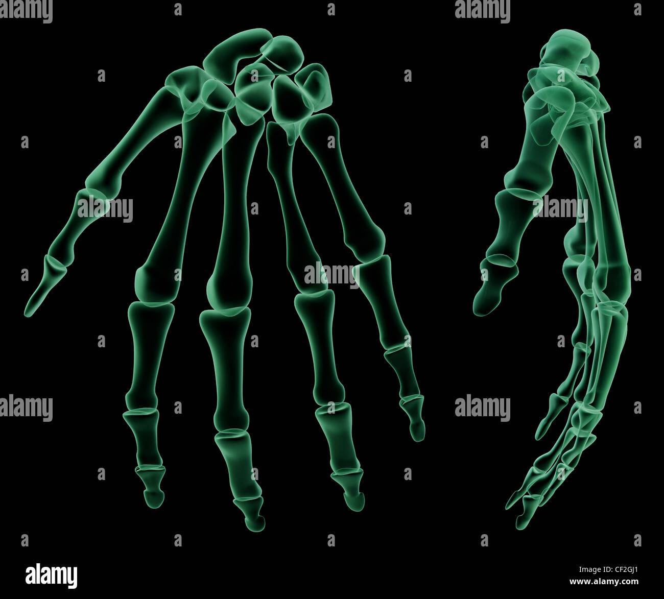 X-ray structure du squelette de la main humaine Banque D'Images