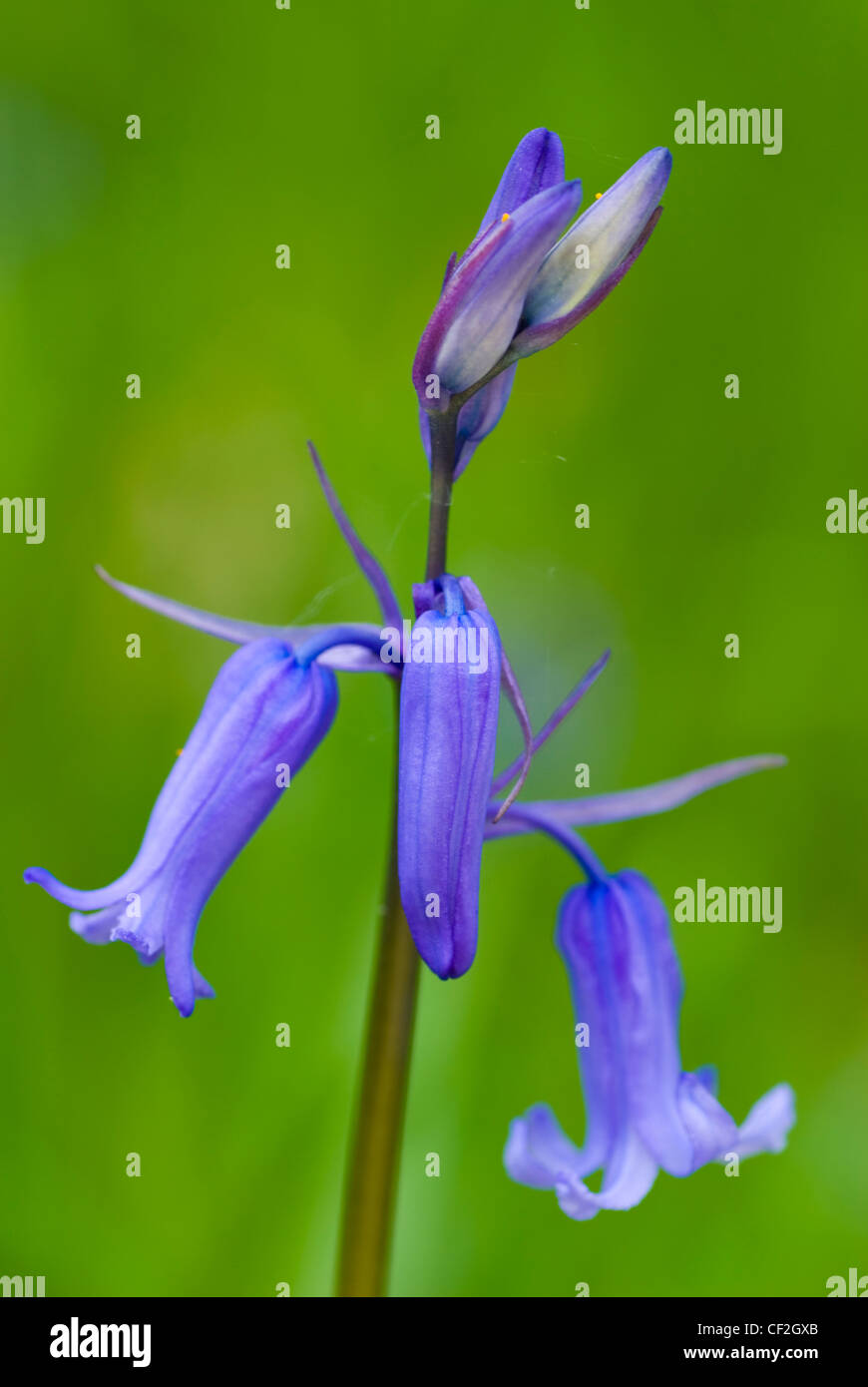 Bluebells de plus en plus une réserve de fiducie de la faune Northumberland connus comme Patch de Tony à Haydon Bridge. Banque D'Images