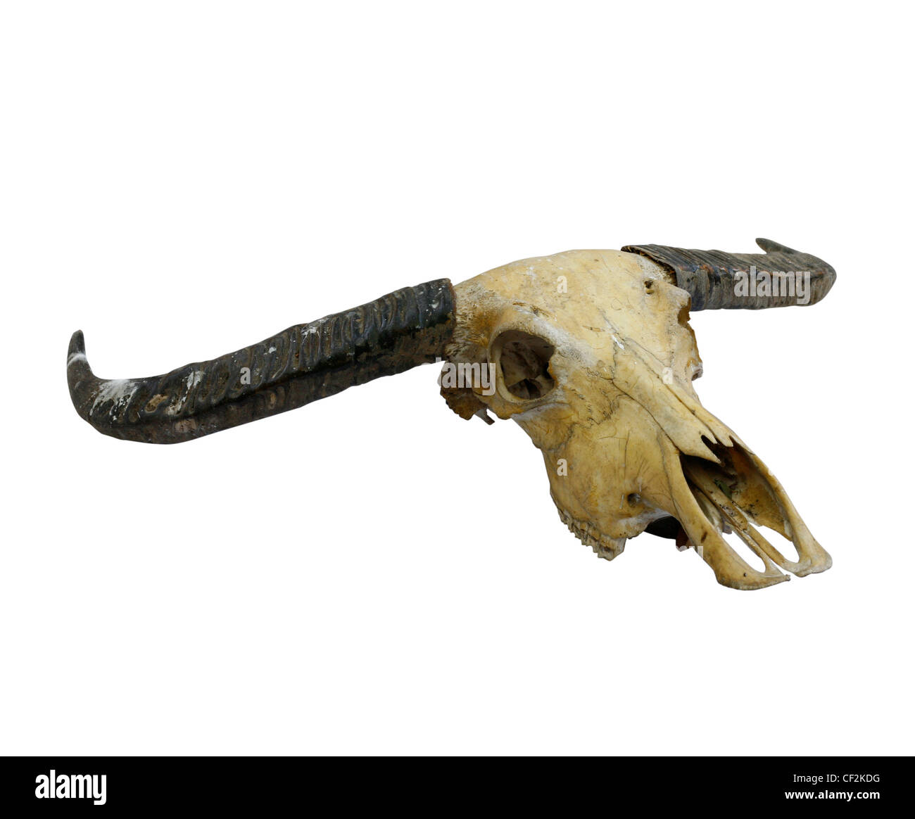 Crâne de vache avec des cornes sur blanc (chemin de côté) Banque D'Images