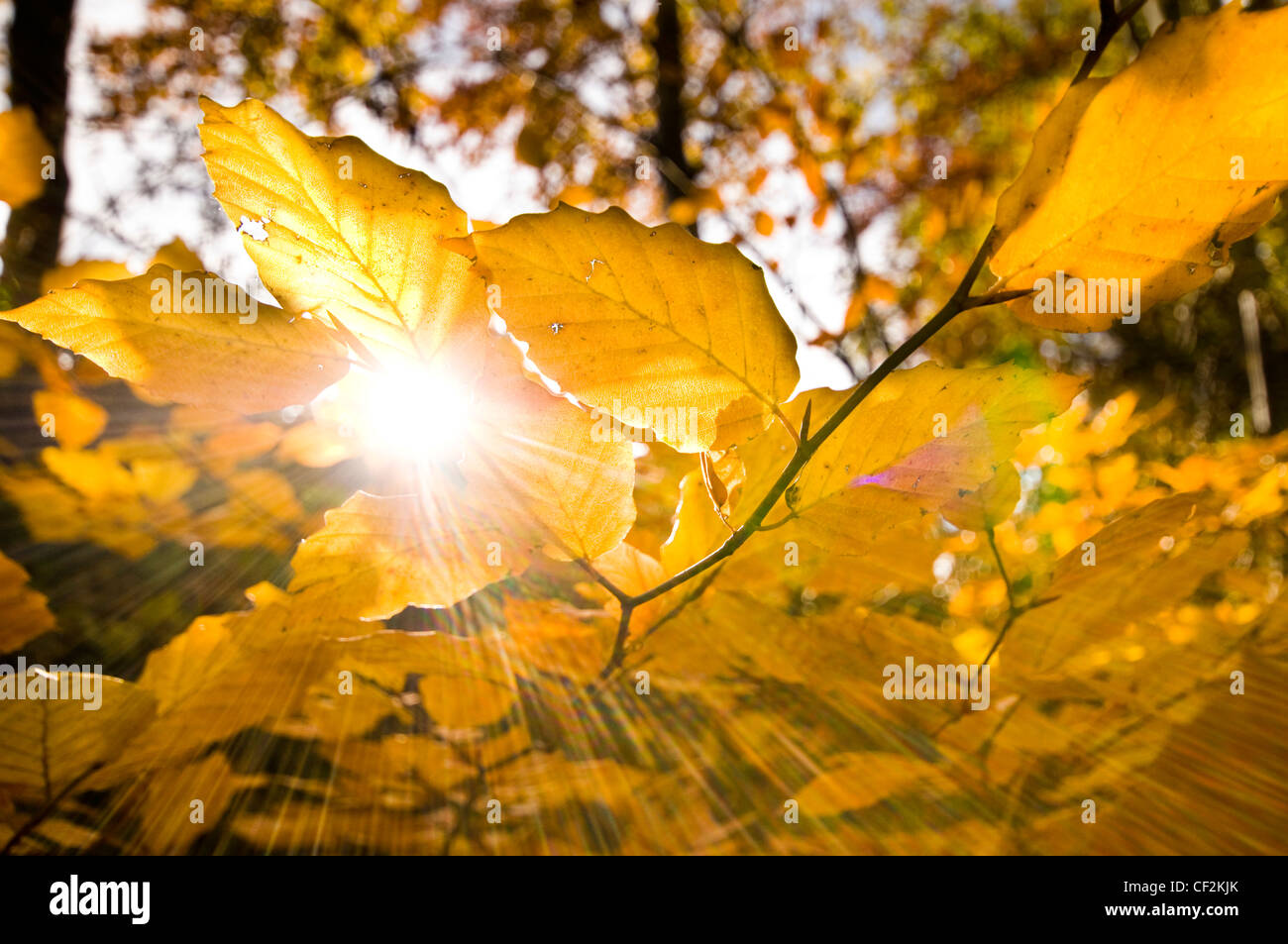 Soleil qui brille à travers les feuilles dorées d'un hêtre en automne. Banque D'Images