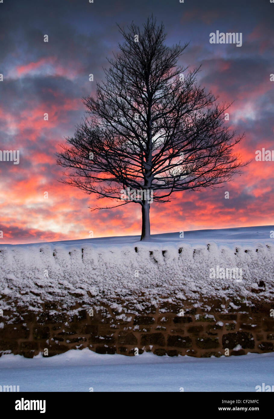 Un arbre couvert de neige, au coucher du soleil. Banque D'Images