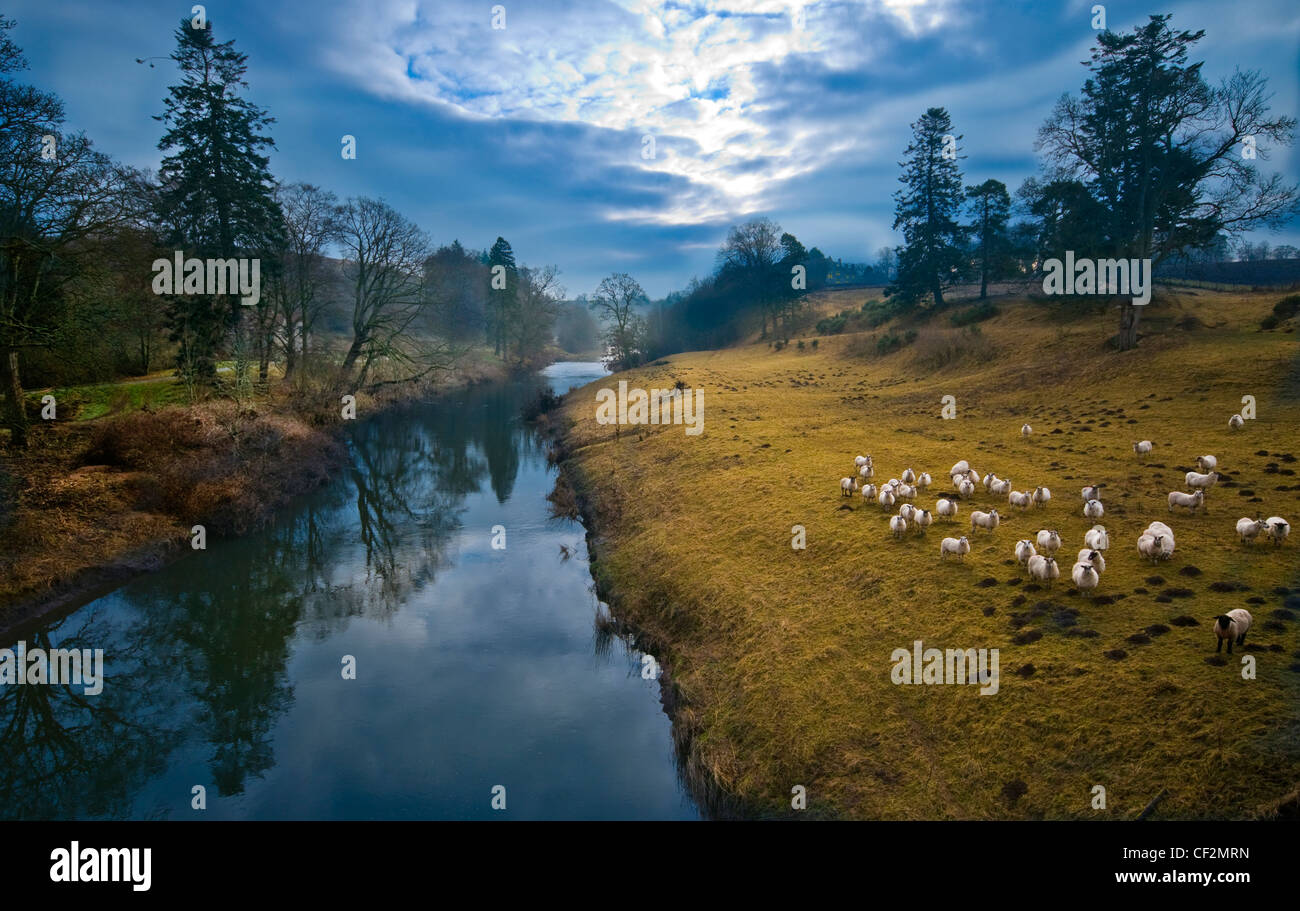 Des moutons paissant sur les bords de la rivière jusqu'à Twizel, un affluent de la rivière Tweed. Banque D'Images