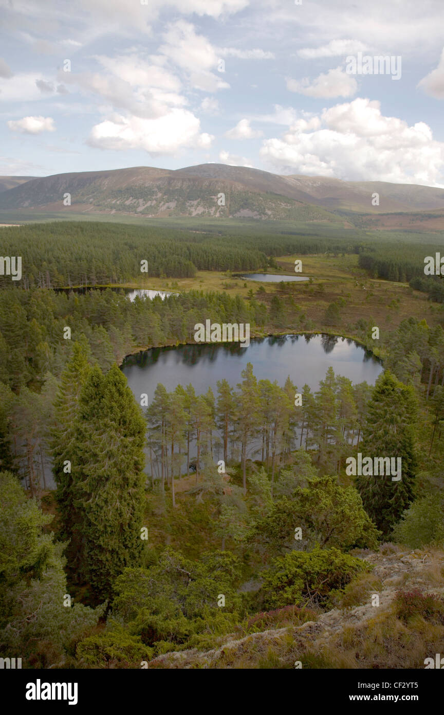 Les plantations de conifères et les plaines de l'inondation dans la région de Glen Feshie. Banque D'Images