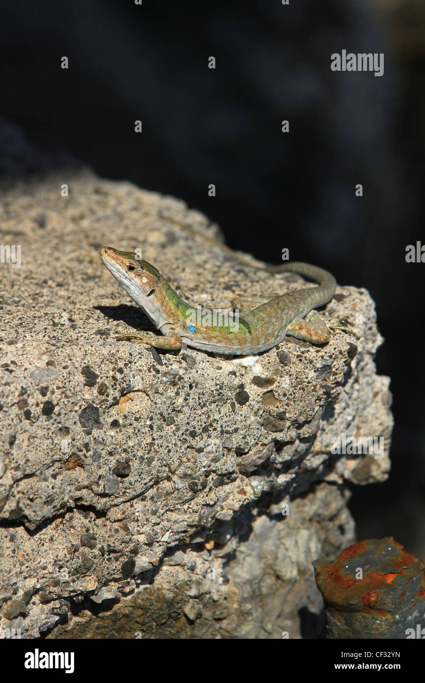 Le lézard vert (Lacerta viridis) est un grand lézard distribués à travers' Banque D'Images